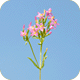 Centaury